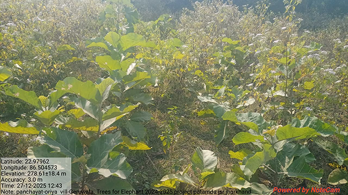 Impact Project Image